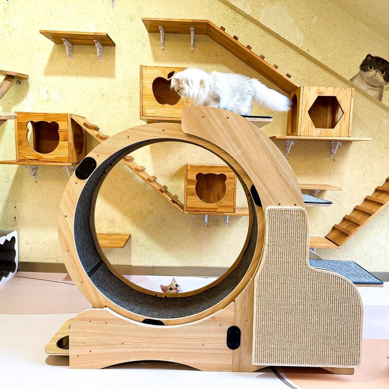 Large Cat Exercise Wheel: 5-in-1 Climbing Frame & Activity Center